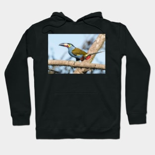 Plate-billed mountain toucan Hoodie